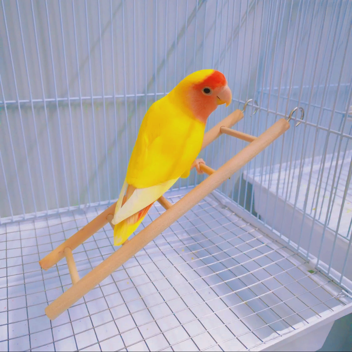 Wooden Perch Ladder Toy for Parrots - Climbing and Entertainment for Birds - 2 Hooks for Easy Cage Attachment Parakeet/Budgie, Cockatiel, Finch, Lovebird, Monk Parakeet, Dove, Parrotlet, Sparrow