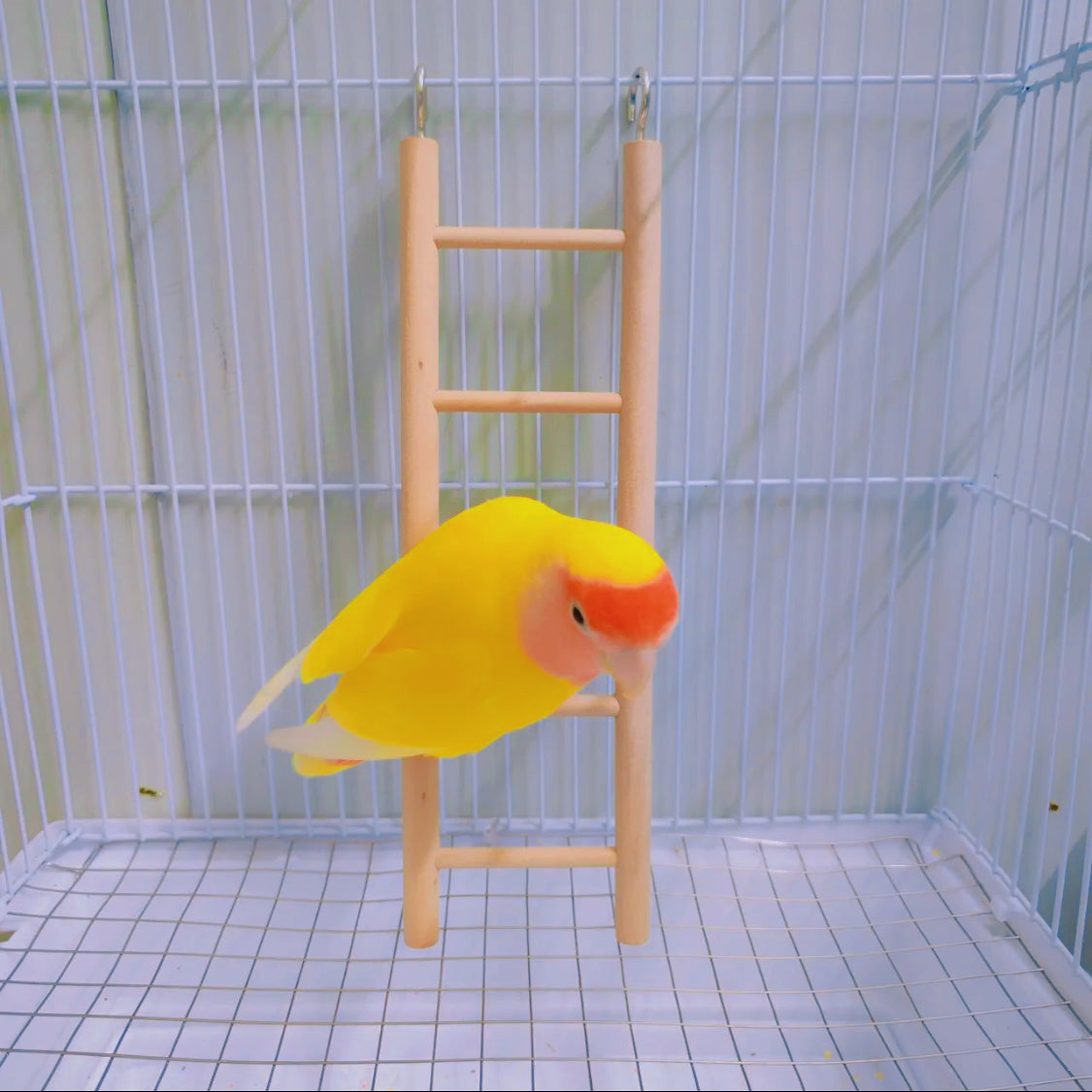 Wooden Perch Ladder Toy for Parrots - Climbing and Entertainment for Birds - 2 Hooks for Easy Cage Attachment Parakeet/Budgie, Cockatiel, Finch, Lovebird, Monk Parakeet, Dove, Parrotlet, Sparrow