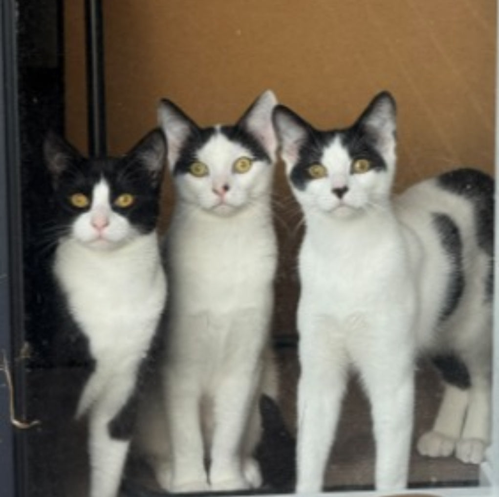 3 cats bouquet