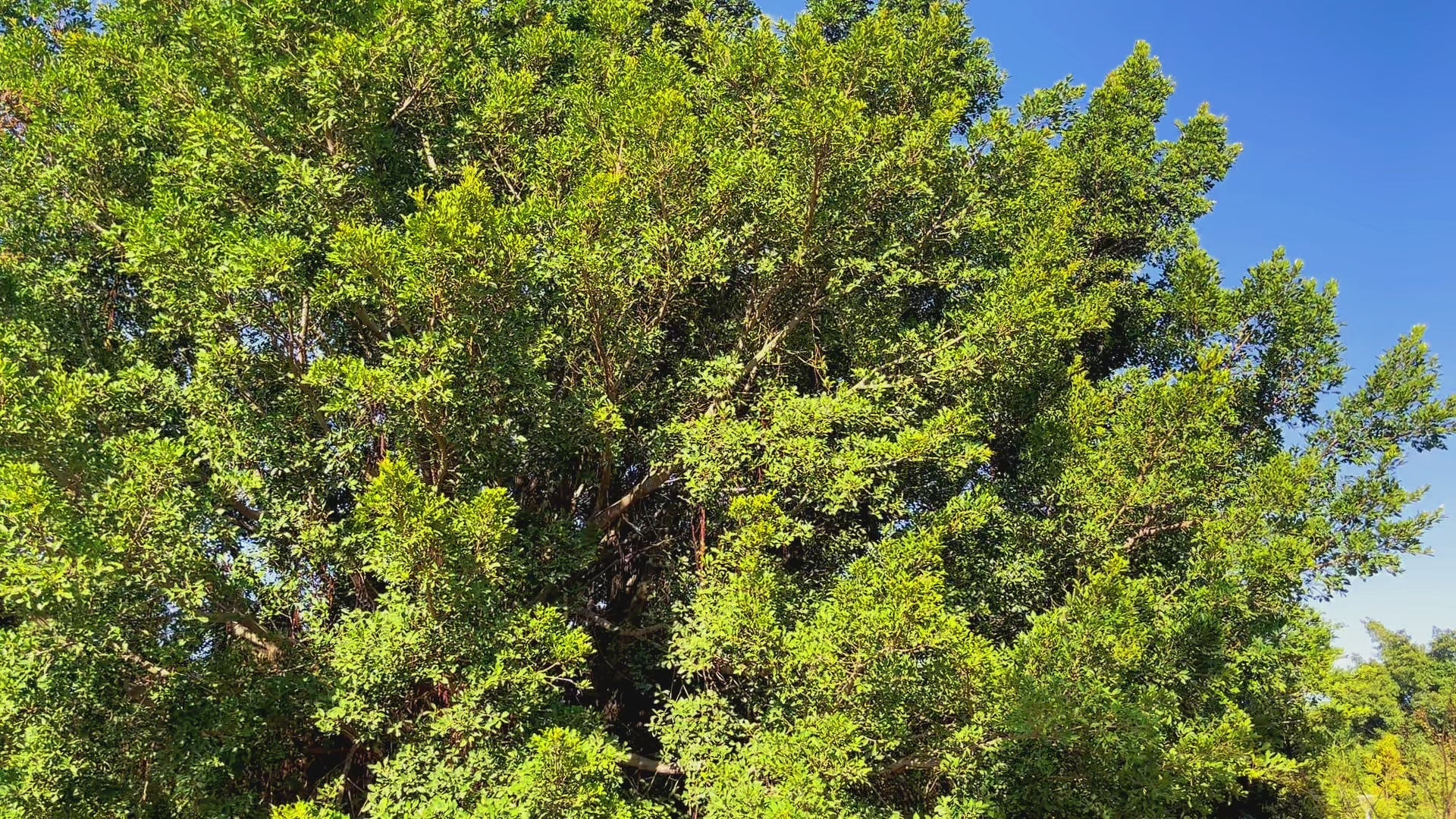 手編み 手作りかぎ針編み 花束 緑のグラデーションブーケ - 癒しの苔色